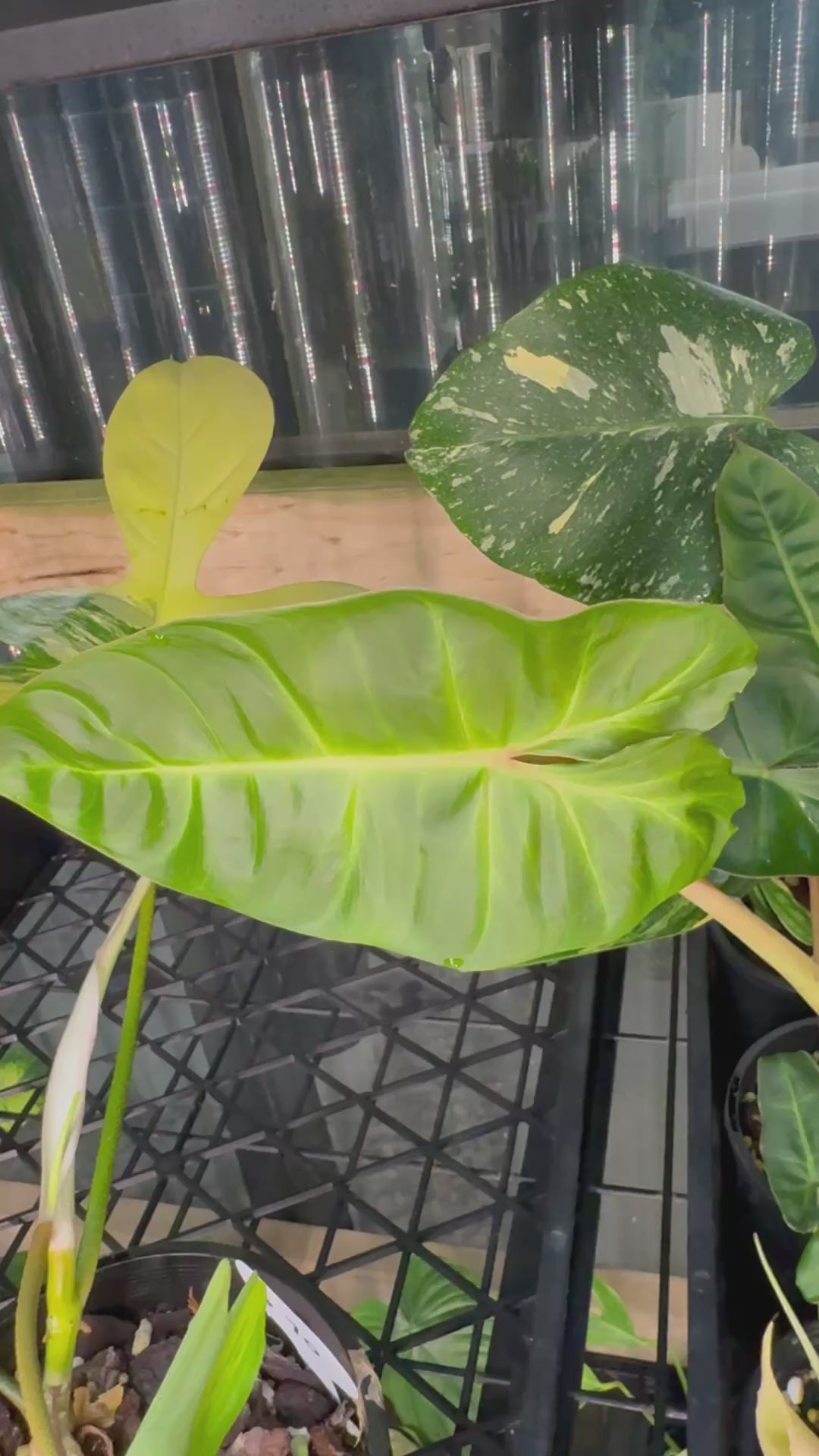 Philodendron Billicosum