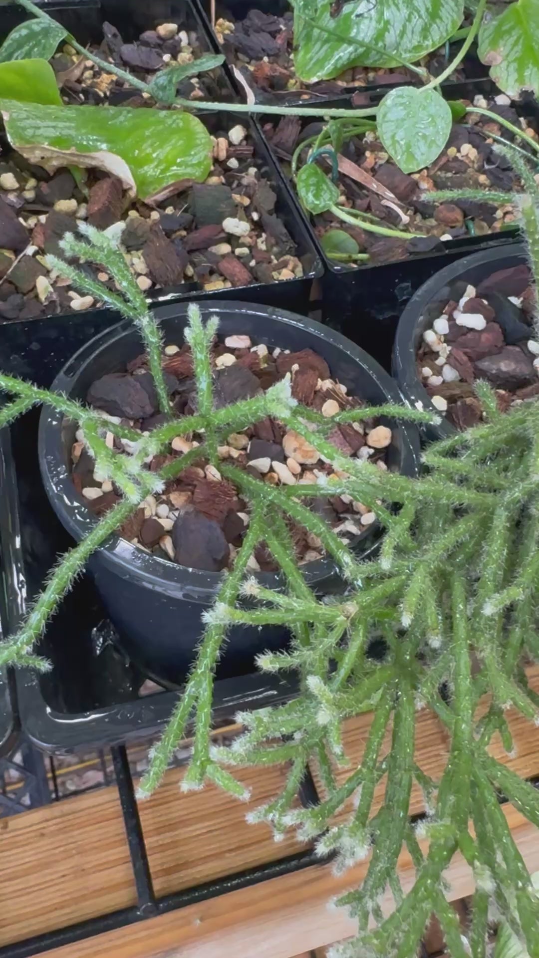 Rhipsalis pilocarpa