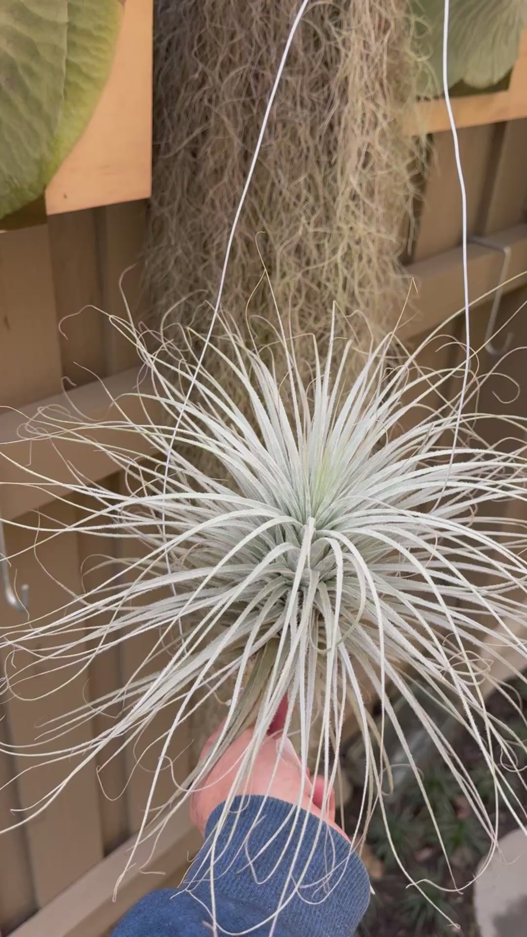 Tillandsia - tectorum