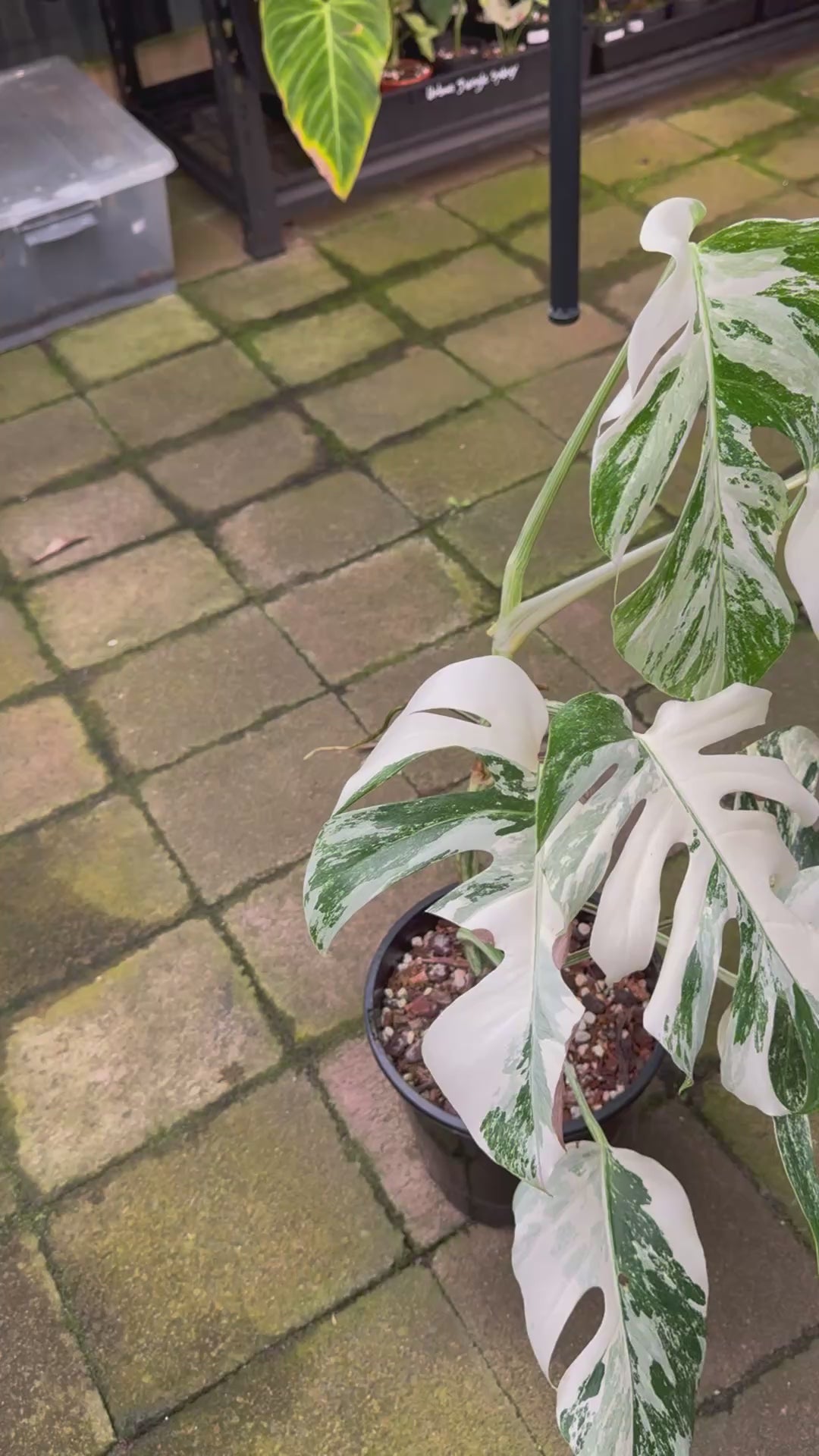 Monstera Albo — Exact Specimen