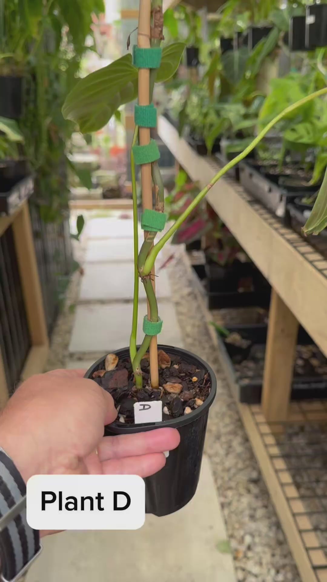 Philodendron splendid