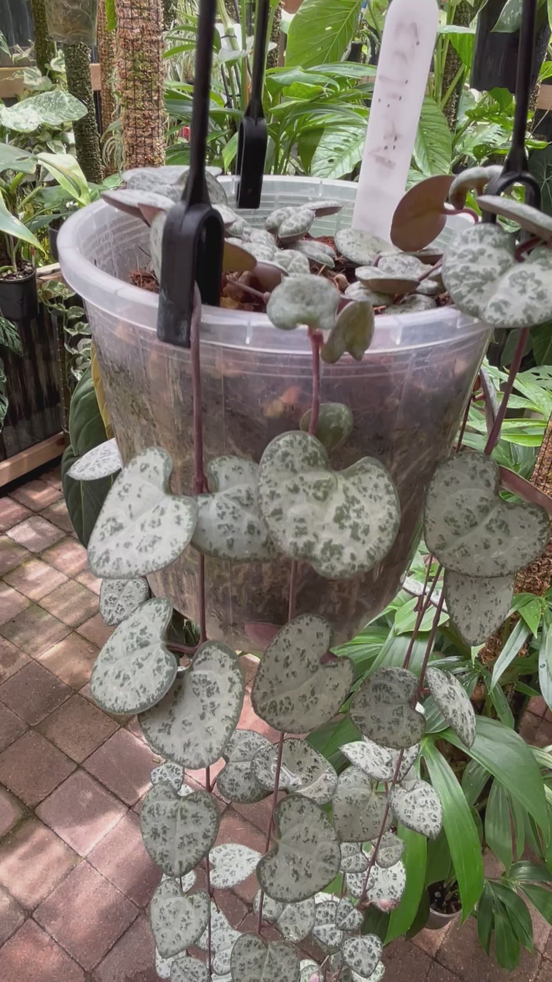 Stunning large hanging basket with String of Hearts