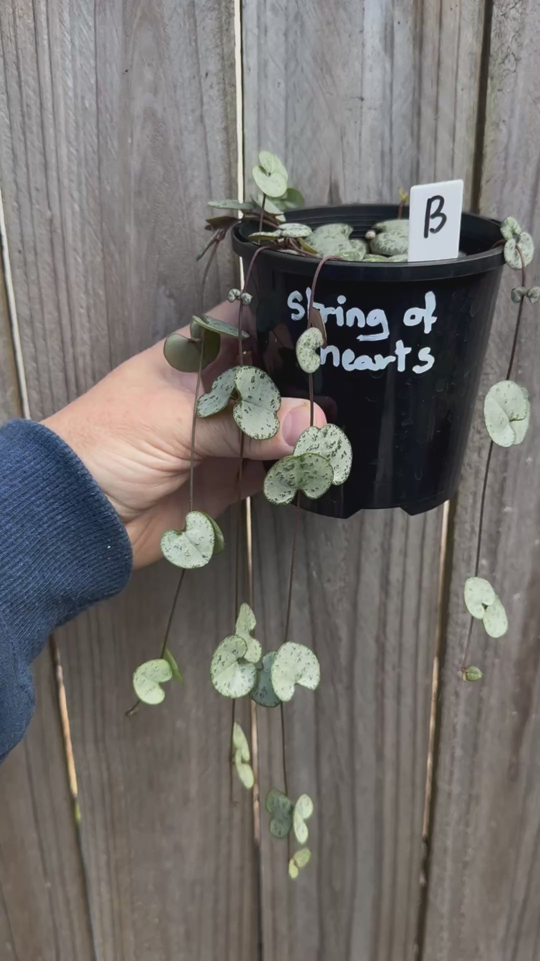 String Of Hearts