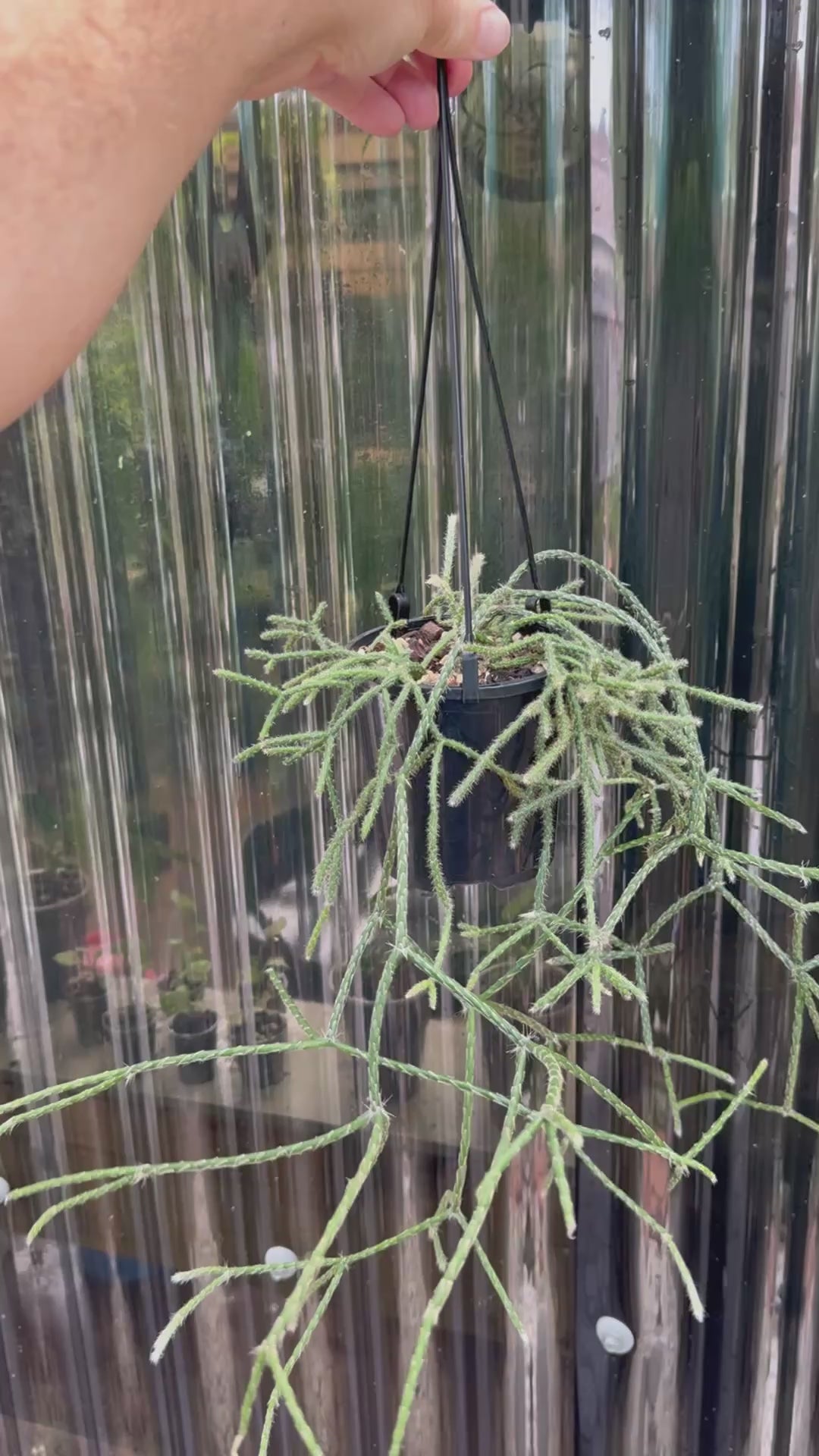 Rhipsalis pilocarpa