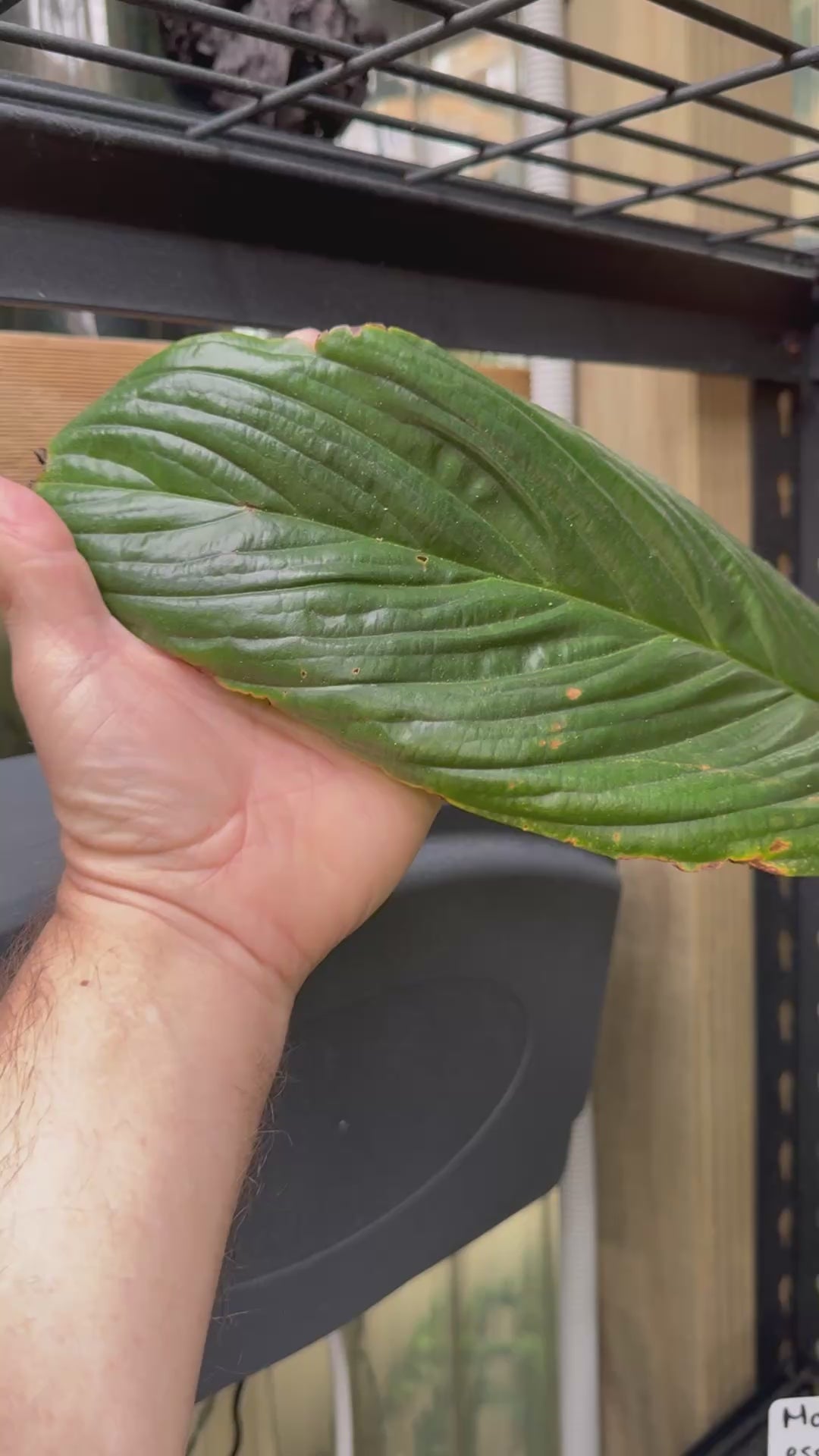Black Bat Plant - Exact Specimen