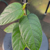 Ficus villosa