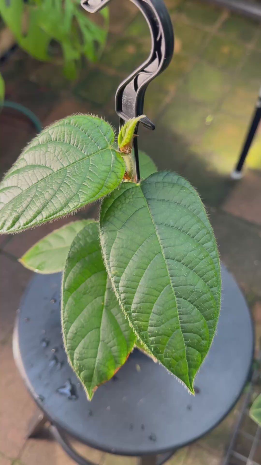 Ficus villosa