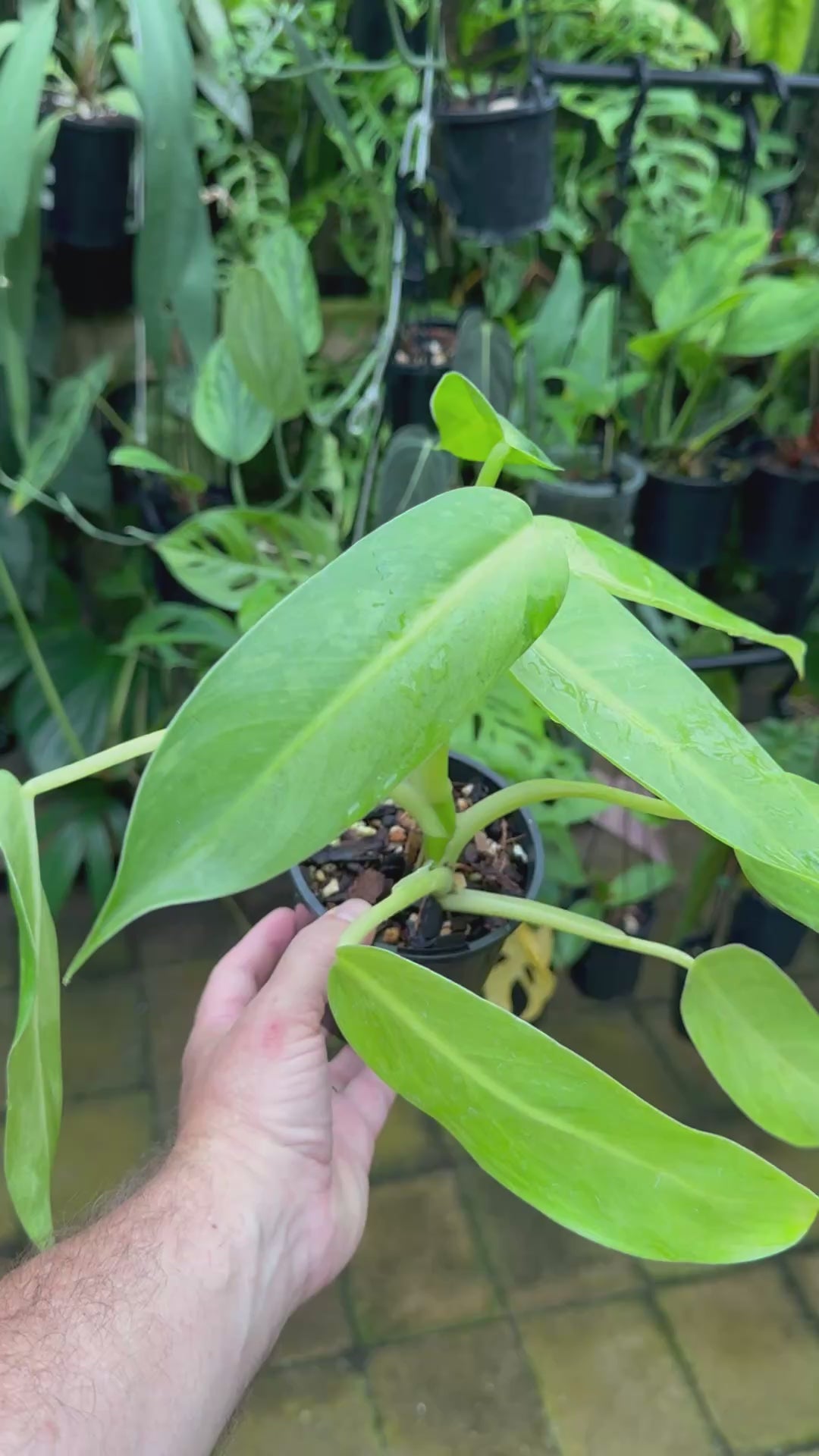 Philodendron 'Jose Buono'