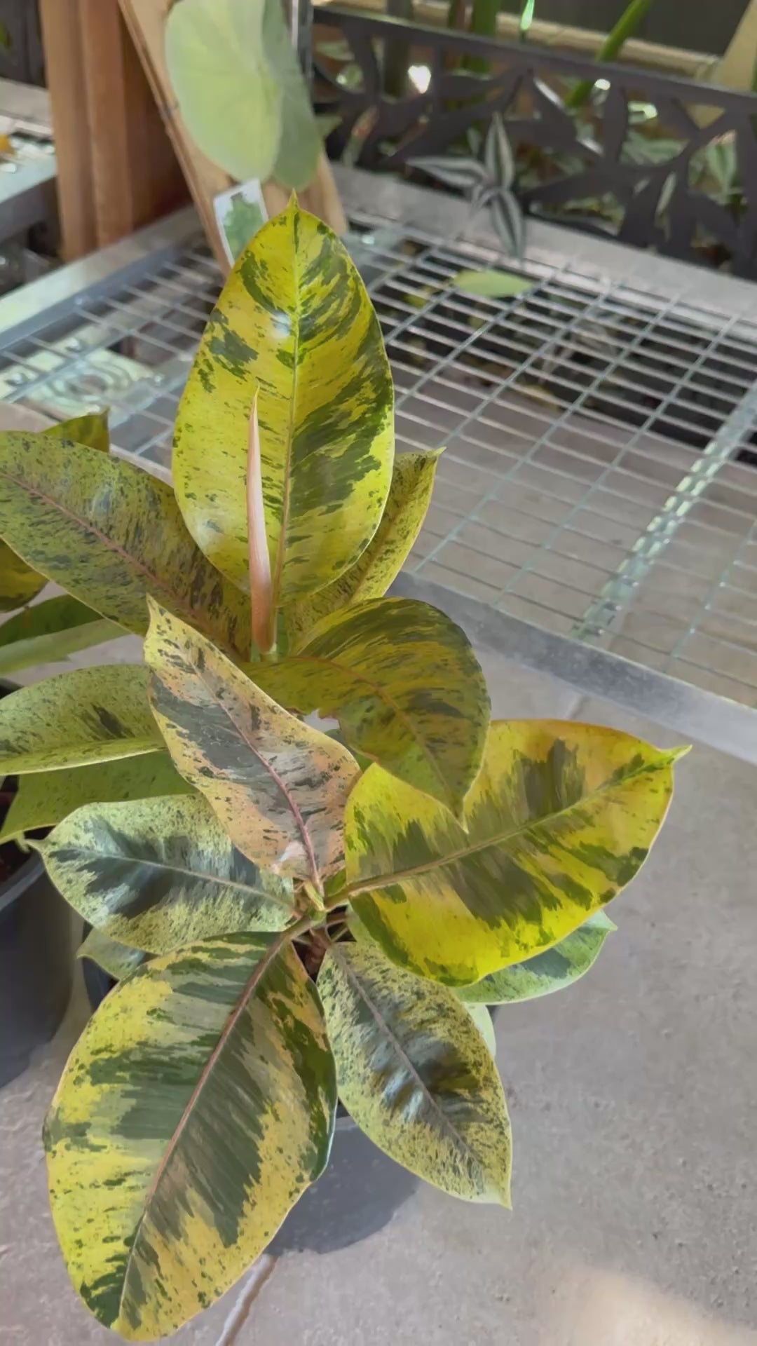 Ficus ‘Moonshine’