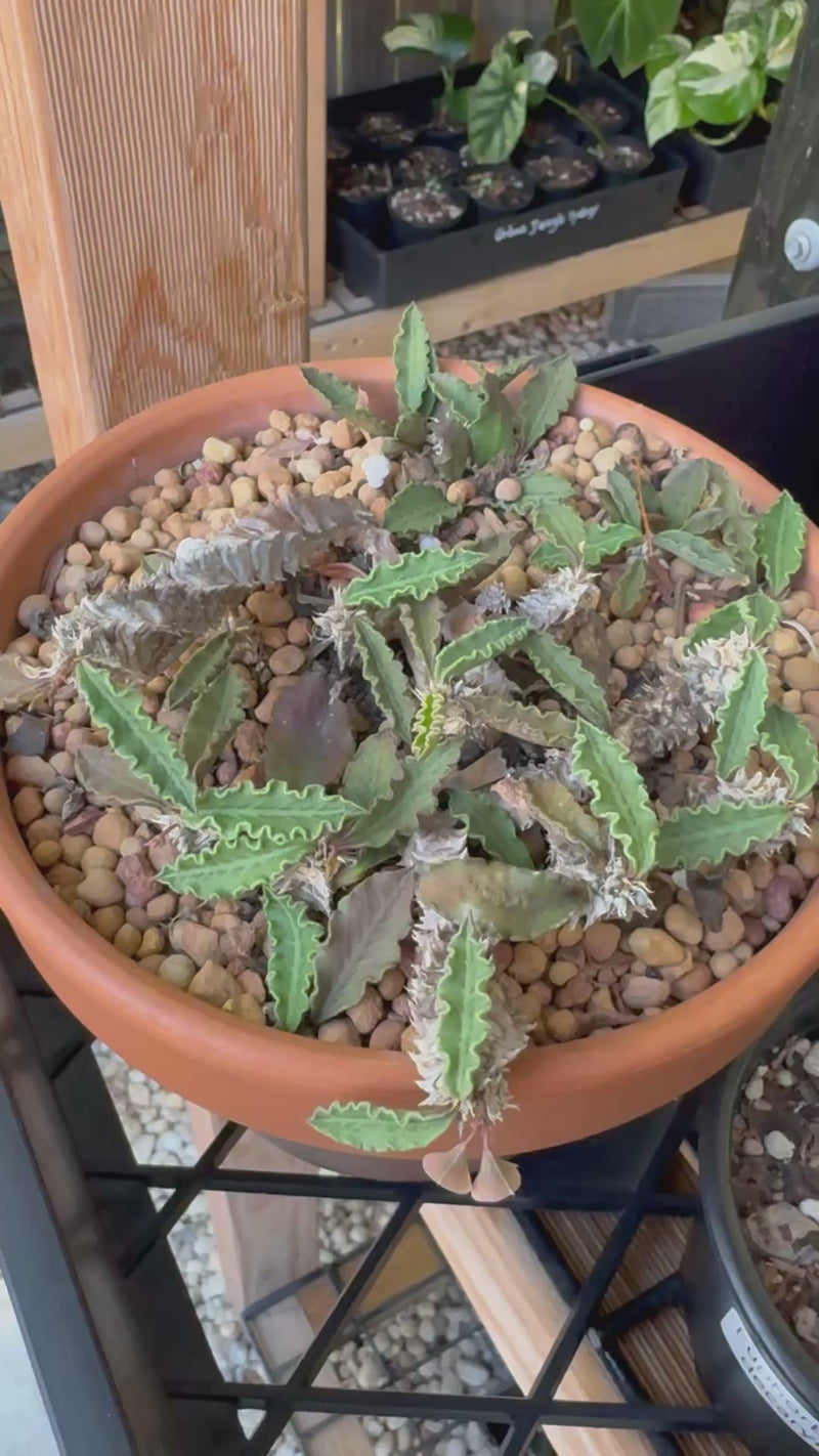 Euphorbia decaryi - The 'Dead Plant'