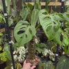 Monstera ‘Esqueleto’ - Exact Specimen