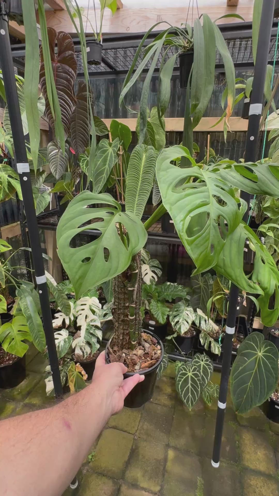 Monstera ‘Esqueleto’ - Exact Specimen