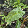 Philodendron Billicosum — Exact Specimen