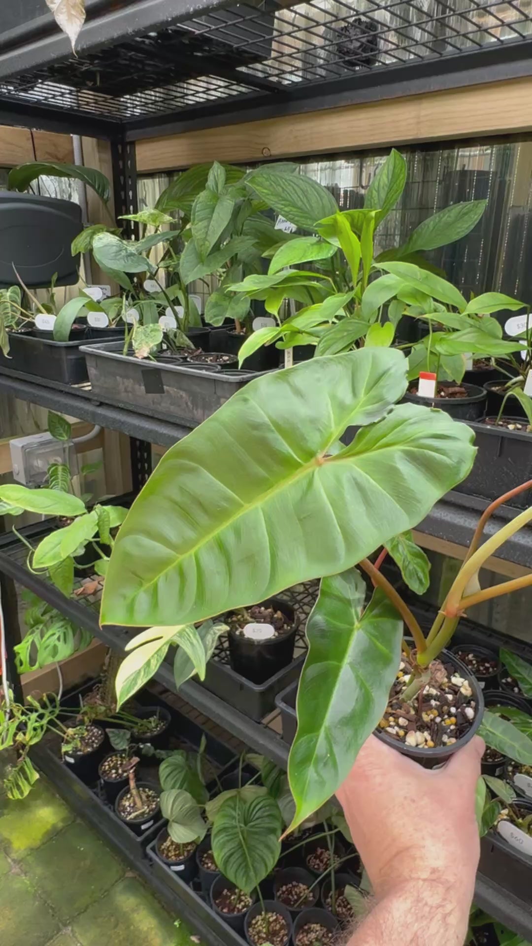 Philodendron Billicosum — Exact Specimen