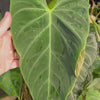 Philodendron 'Splendid'  - Moss Pole Specimen