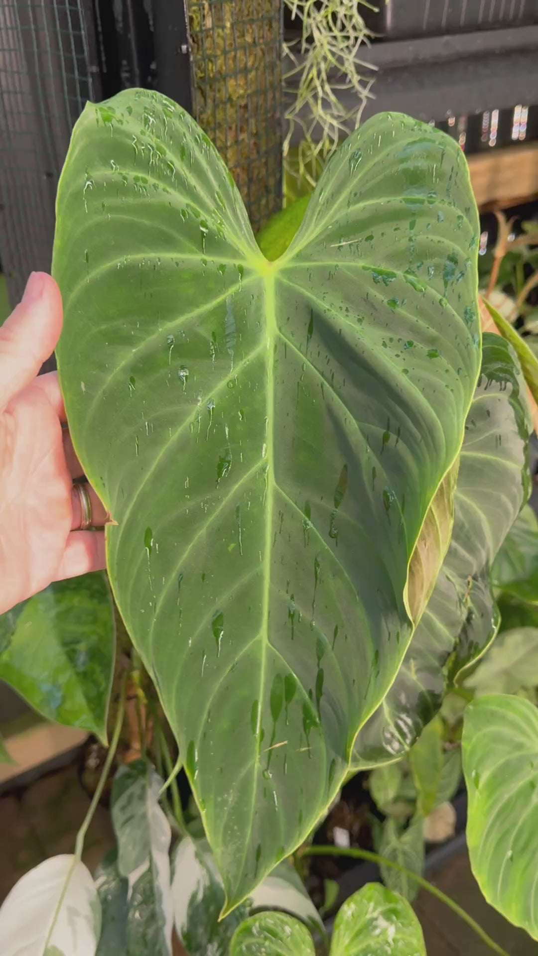 Philodendron 'Splendid'  - Moss Pole Specimen