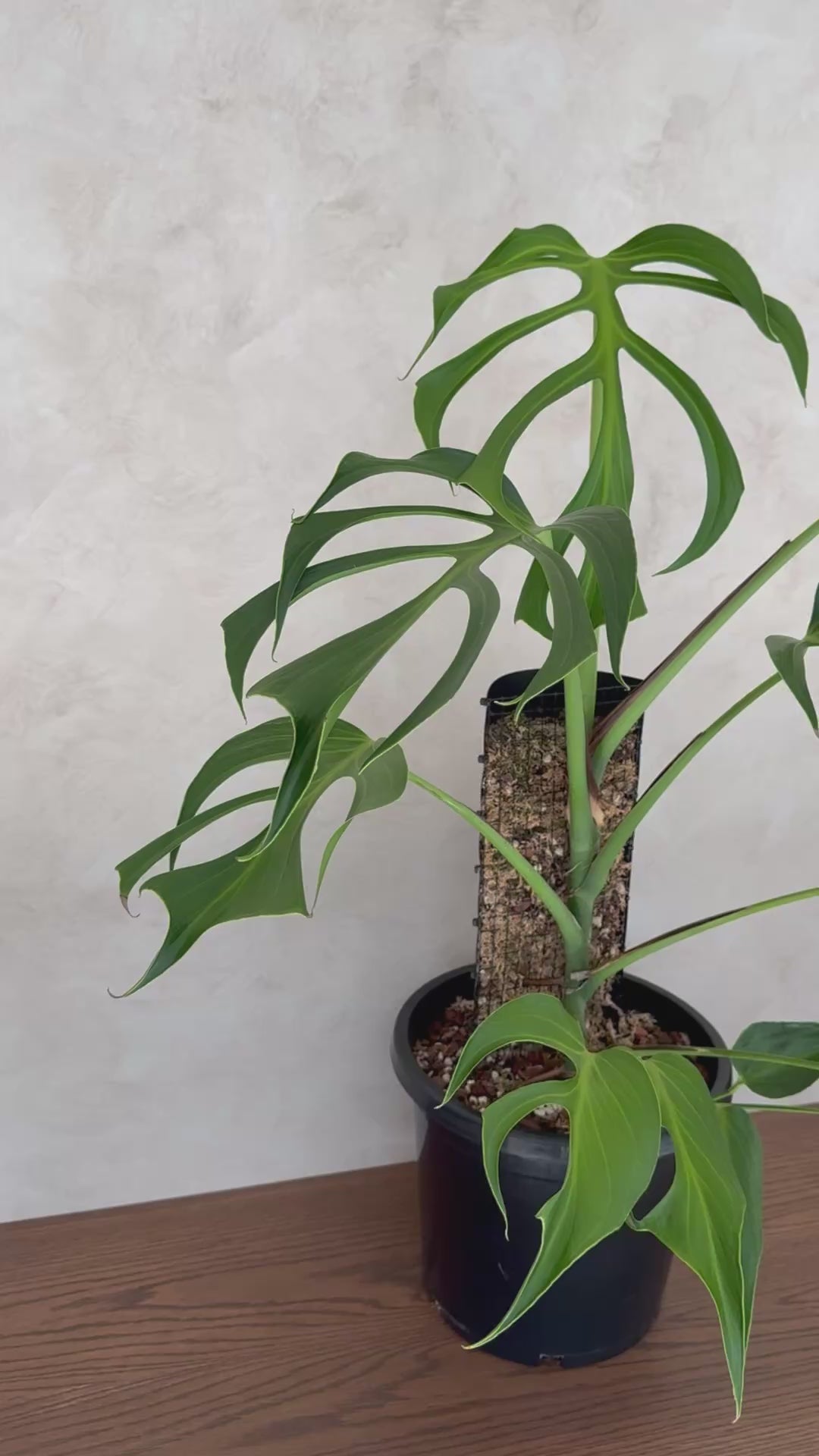 Monstera Burle Marx flame