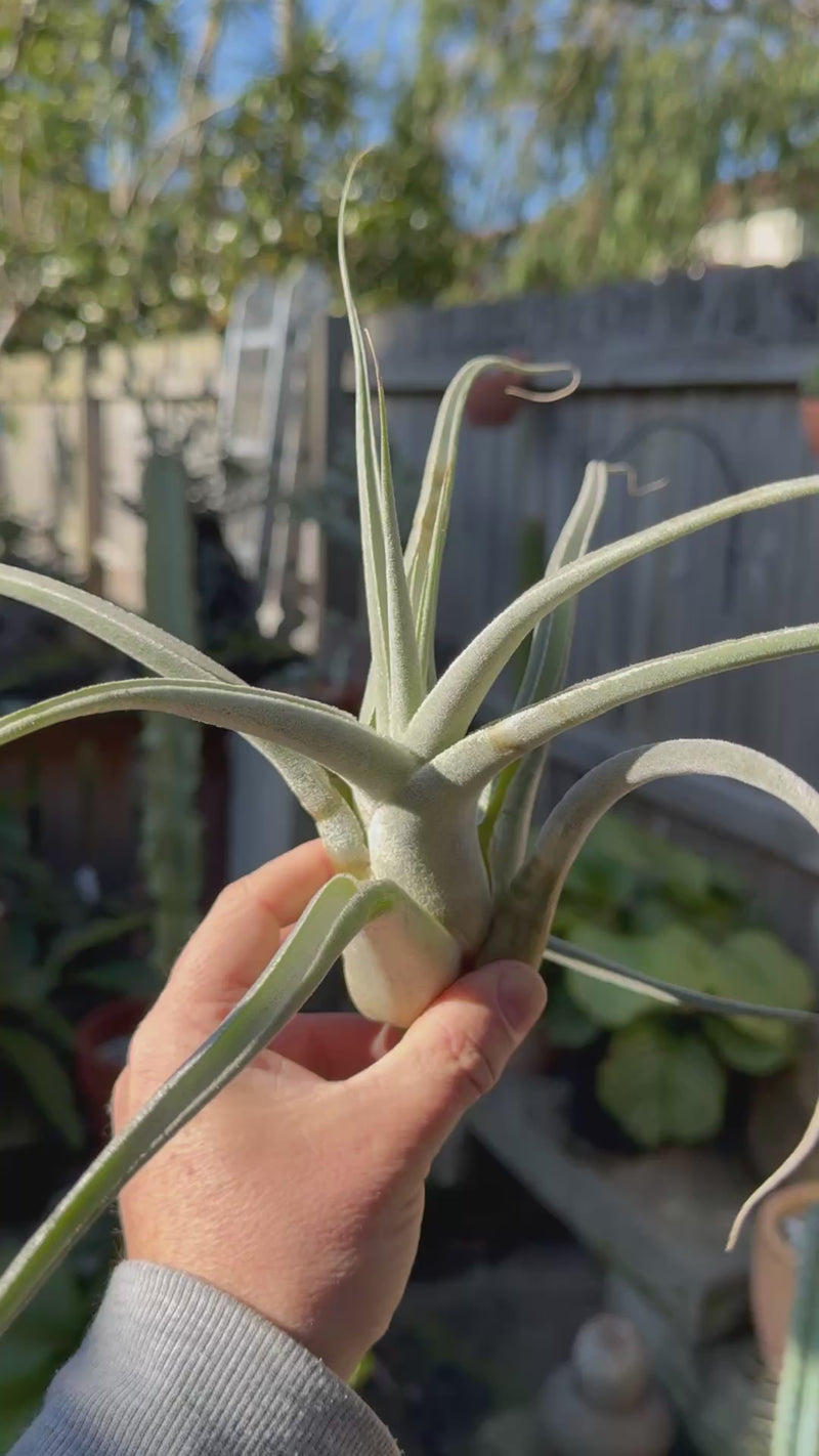 Tillandsia ehlersiana