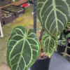 Anthurium warocqueanum × crystallinum — Velvet Leaf Hybrid