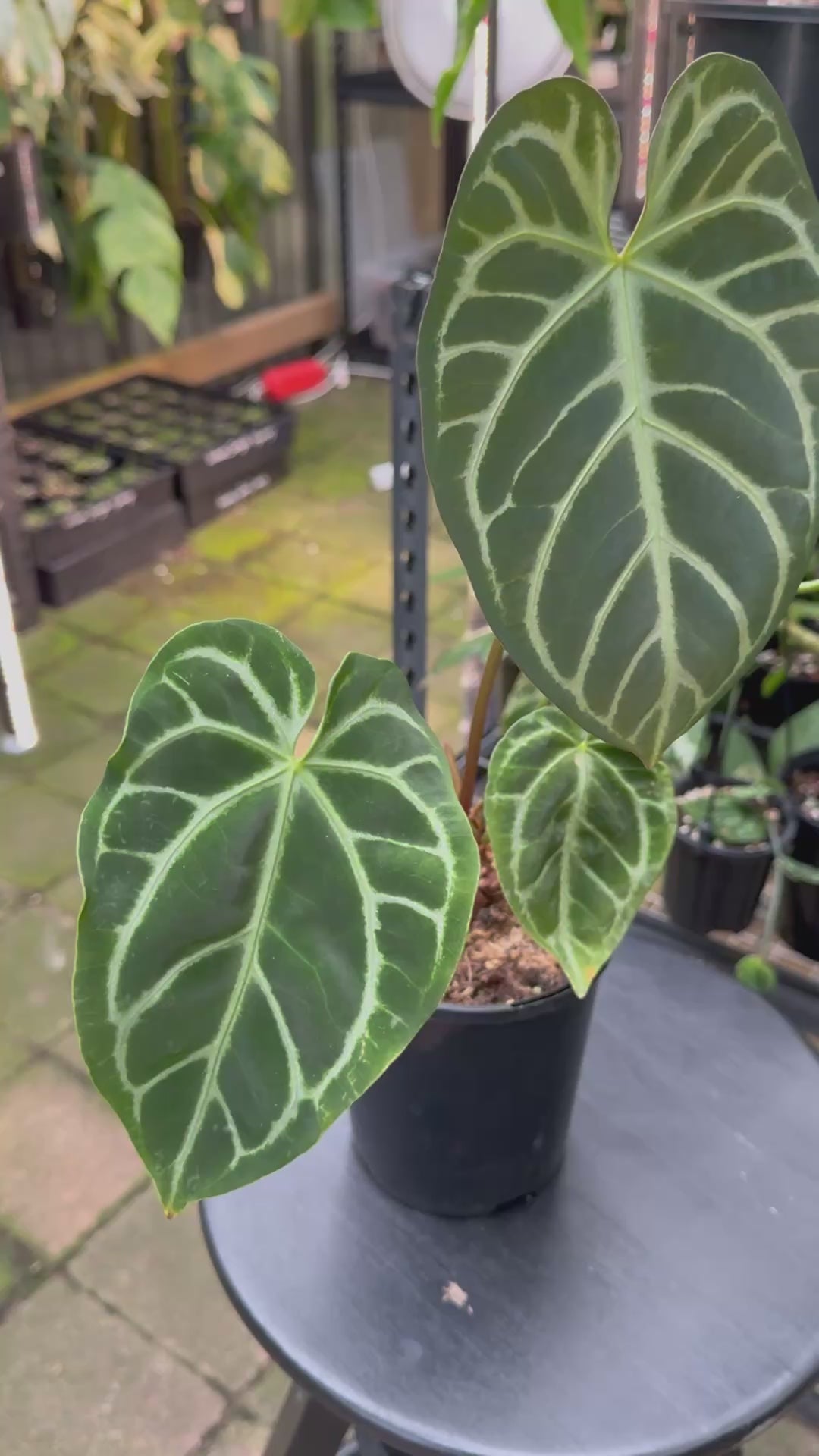 Anthurium warocqueanum × crystallinum — Velvet Leaf Hybrid