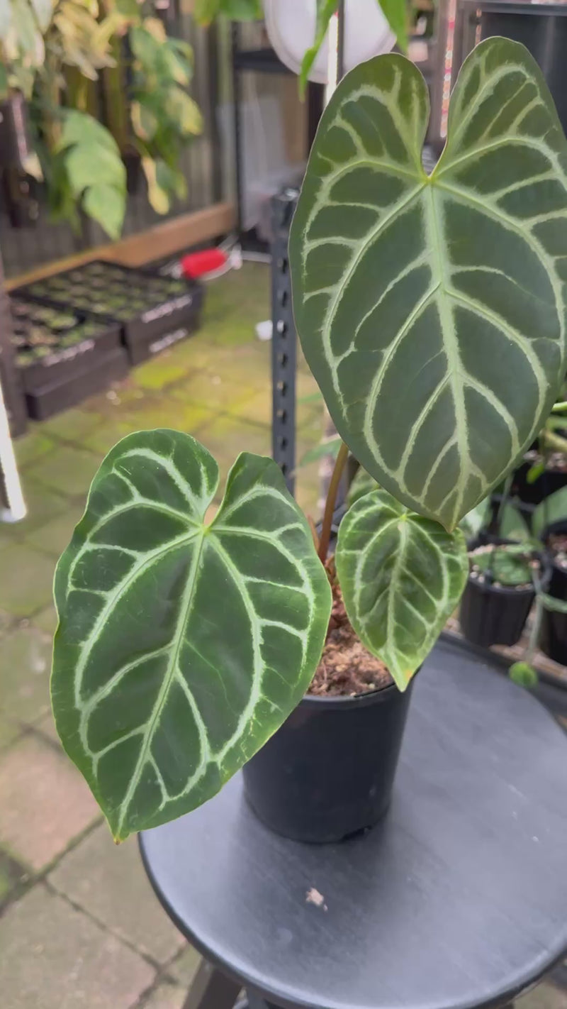 Anthurium warocqueanum × crystallinum — Velvet Leaf Hybrid