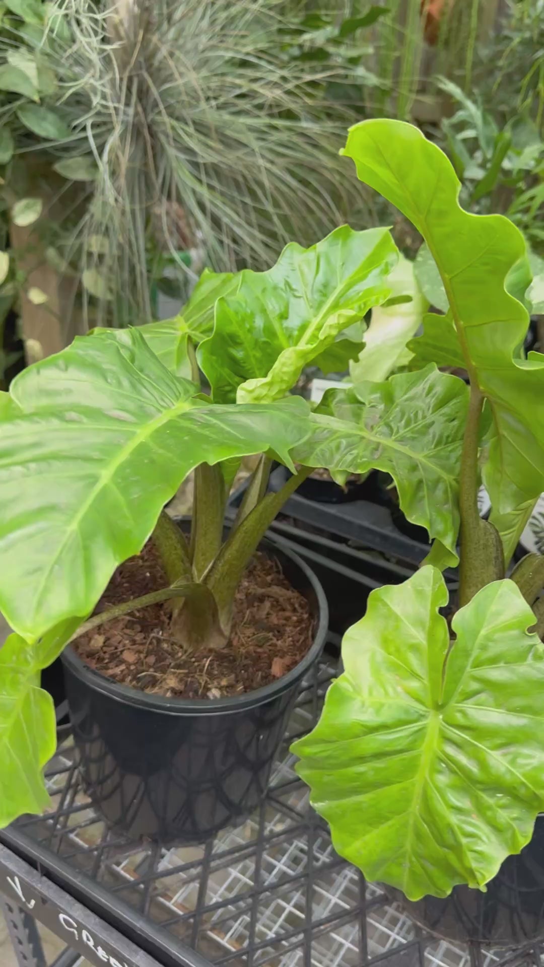 Alocasia ‘Low Rider’