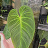 Philodendron ‘Splendid’ — Moss Pole Specimen