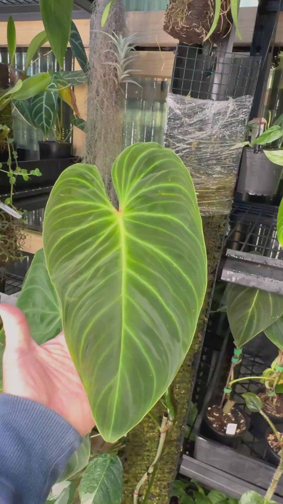Philodendron ‘Splendid’ — Moss Pole Specimen