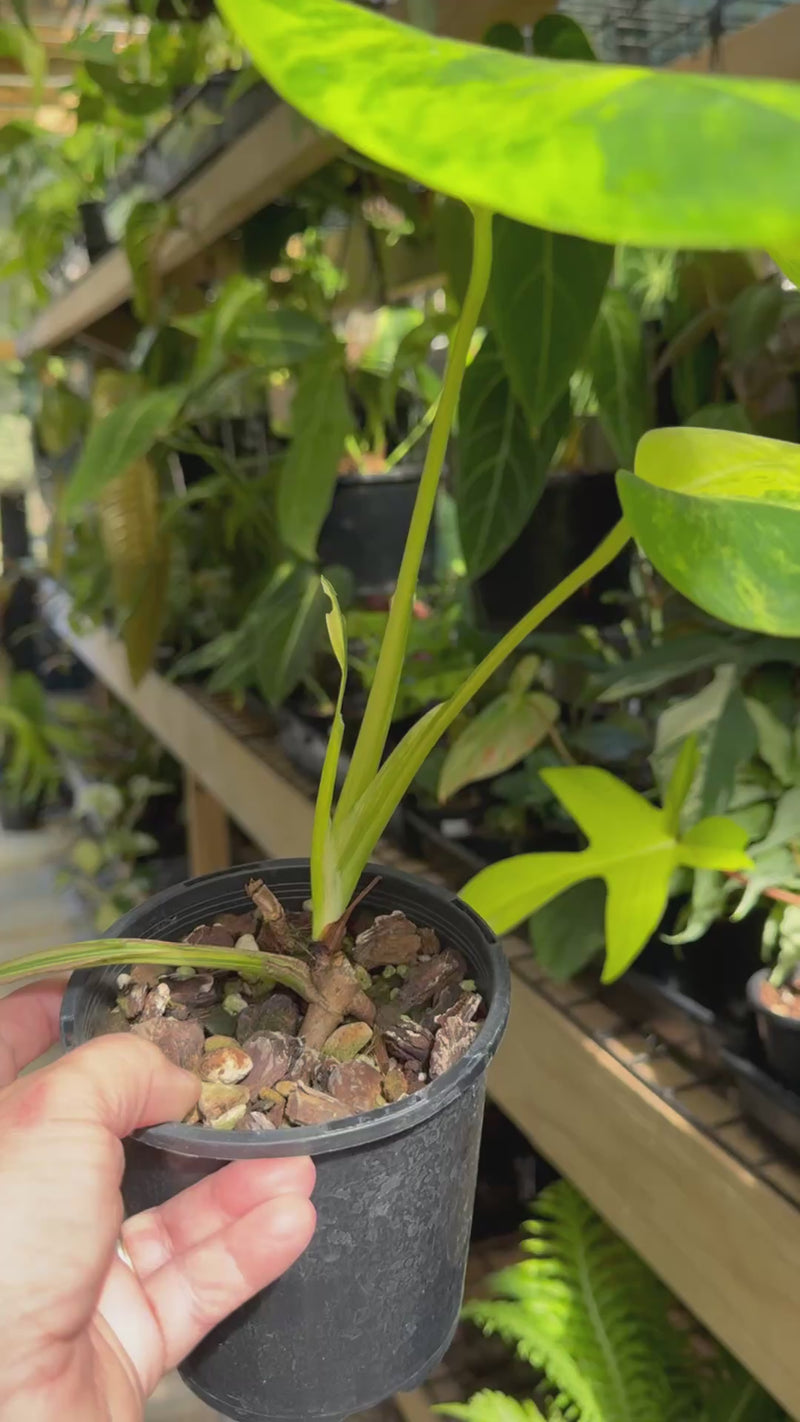 Monstera borsigiana aurea