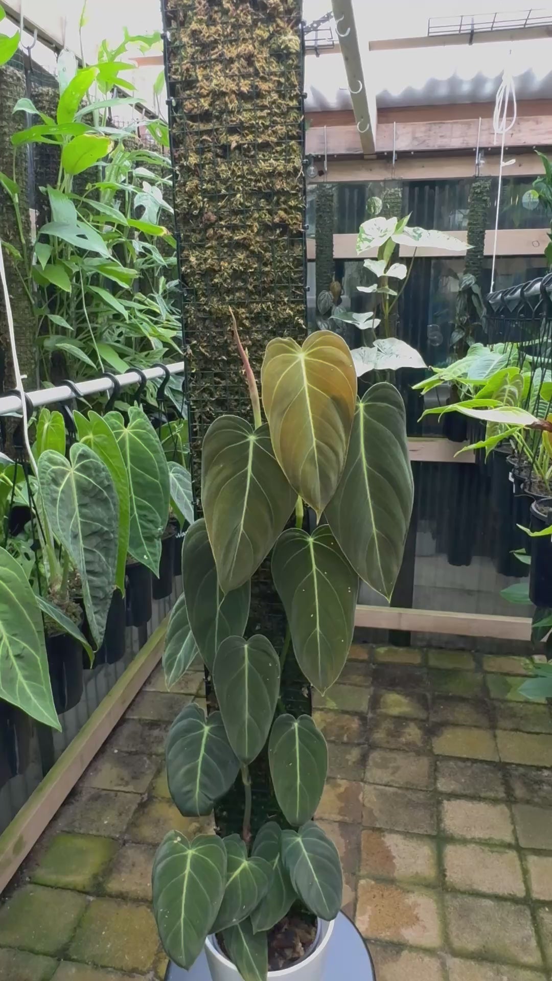 Philodendron melanochrysum