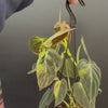 Variegated Philodendron Melanochrysum, Philodendron Melanochrysum Variegata, Variegated Black Gold Philodendron, Black Gold Philodendron Variegated.