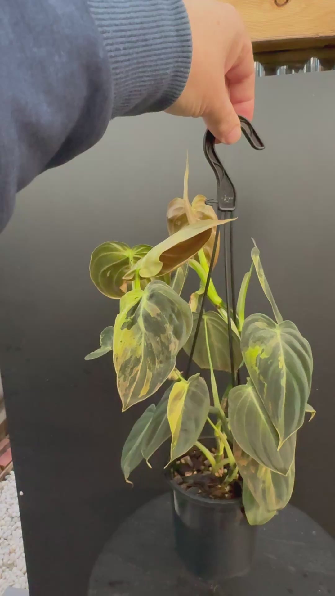 Variegated Philodendron Melanochrysum, Philodendron Melanochrysum Variegata, Variegated Black Gold Philodendron, Black Gold Philodendron Variegated.