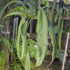 Anthurium vittarifolium - Large Exact Specimen