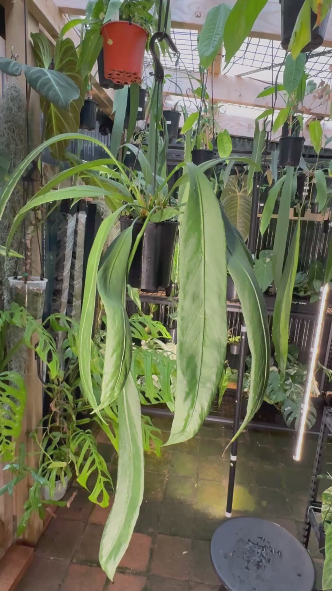Anthurium vittarifolium - Large Exact Specimen
