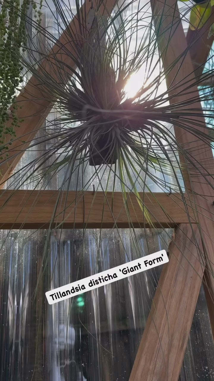 Tillandsia disticha — Giant Form