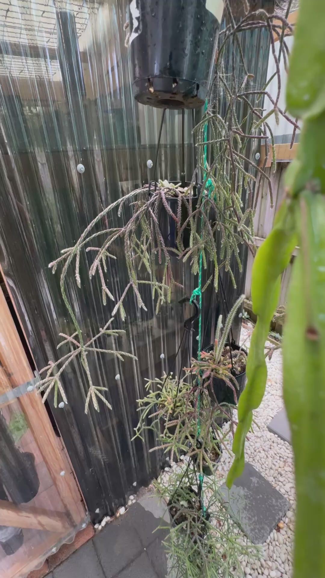 Rhipsalis pilocarpa