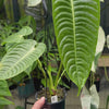 Anthurium Veitchii 