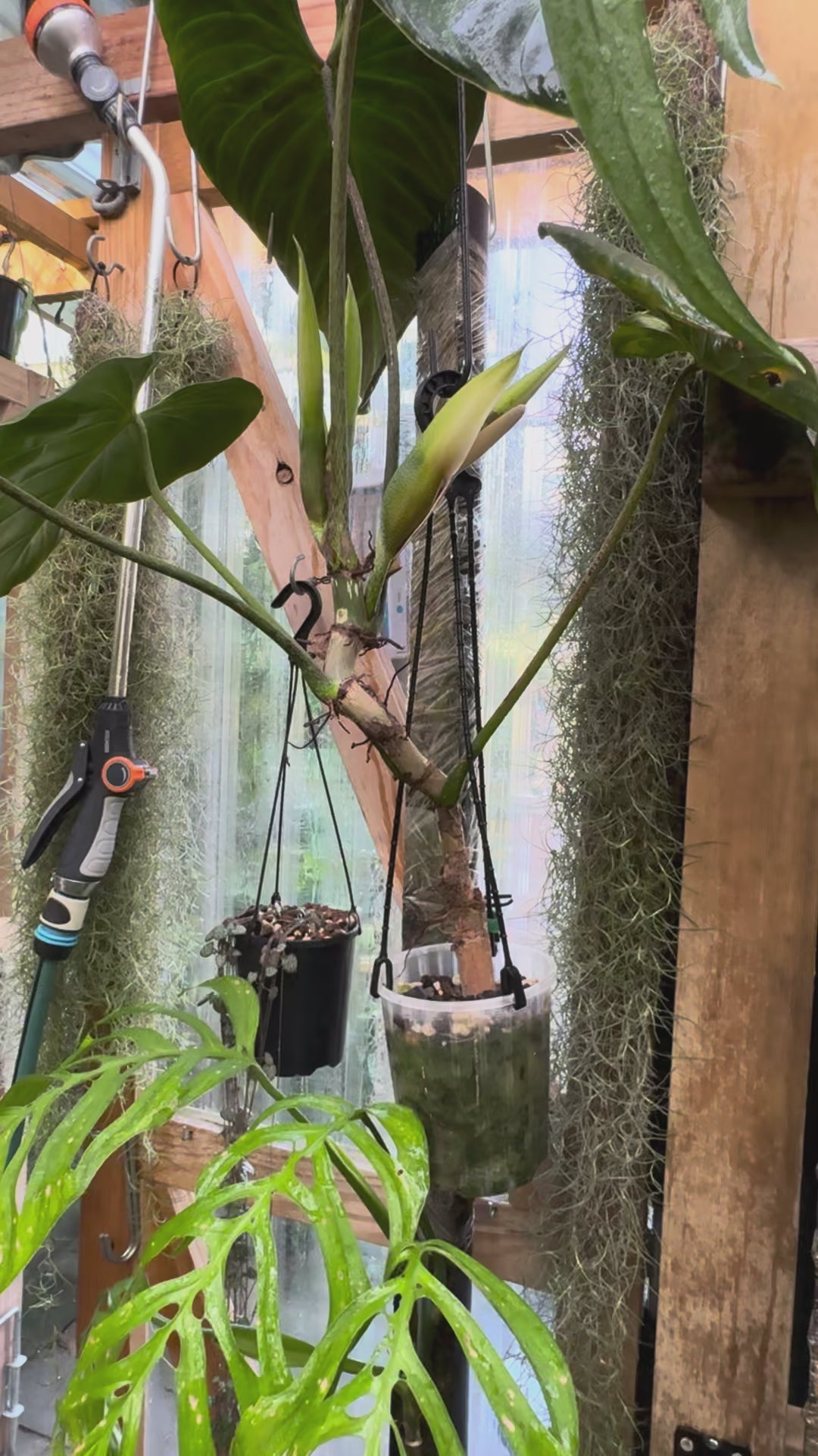 Philodendron ‘Splendid’ — Large Exact Specimen