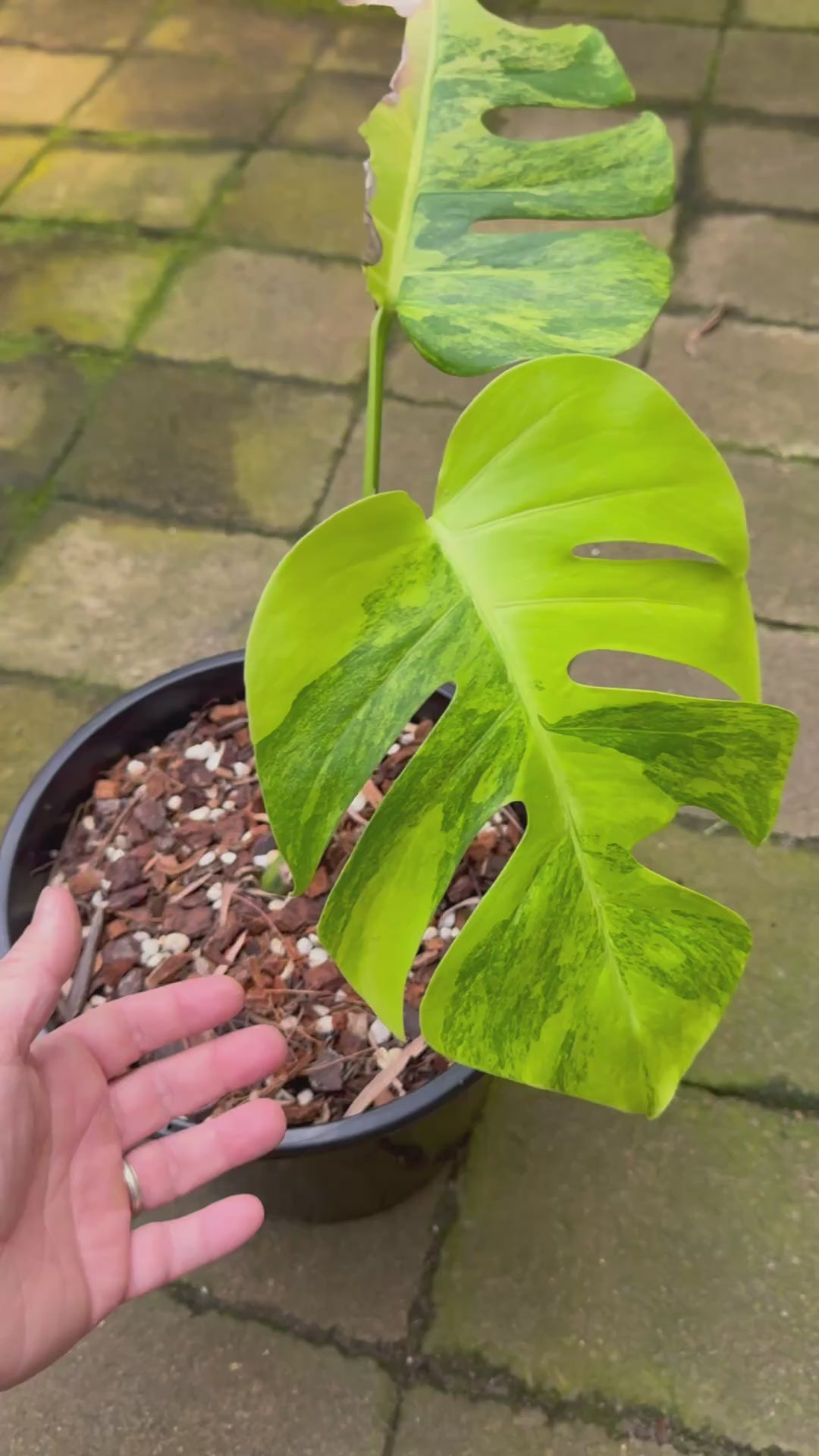 Green-on-Green Variegated Monstera - Exact Specimen