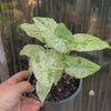 Alocasia ‘Batik’