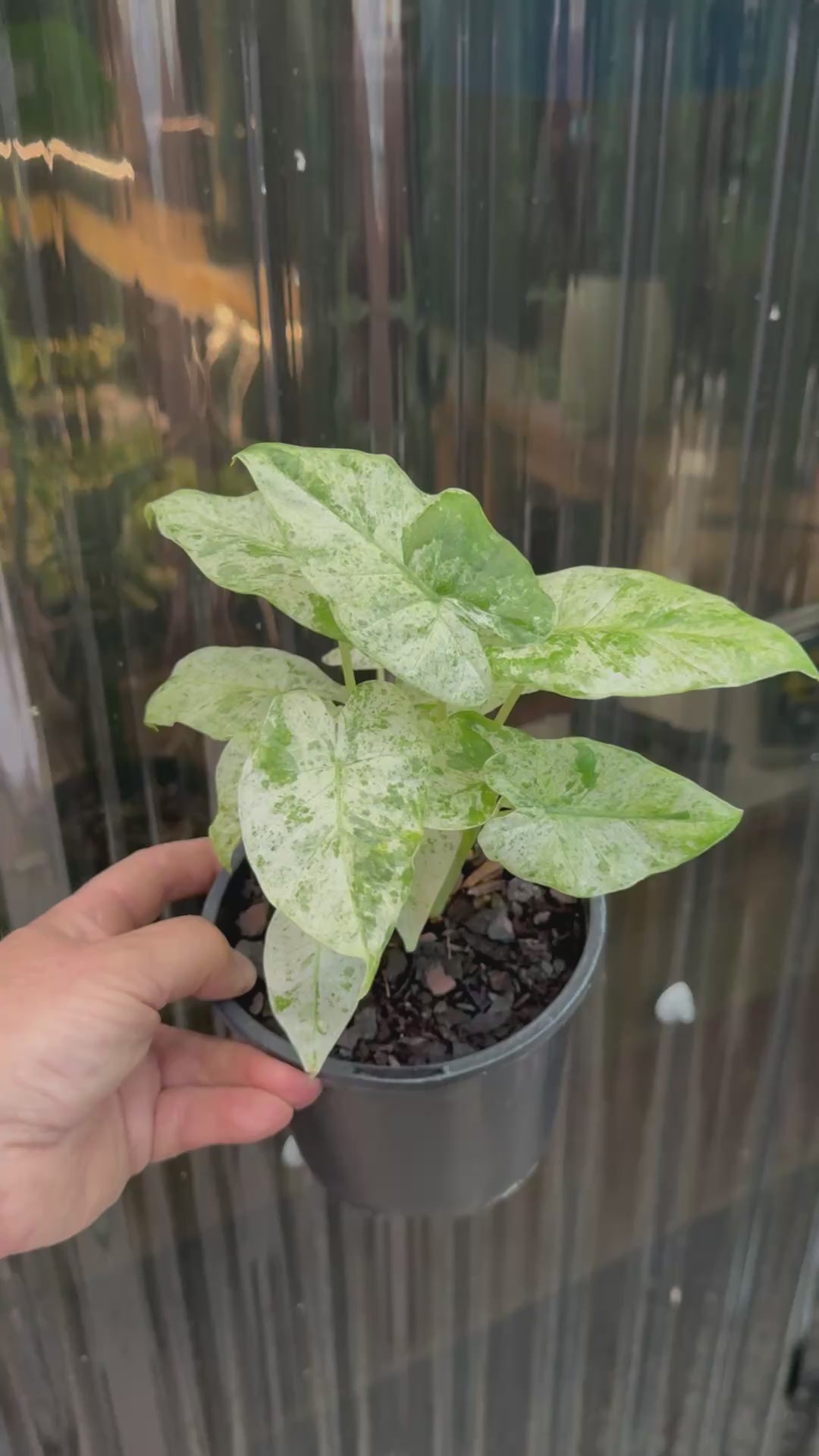 Alocasia ‘Batik’