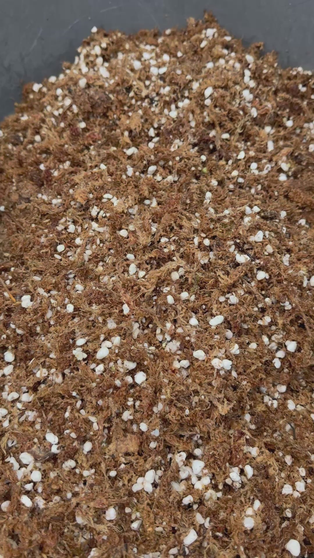 Sphagnum Propagation Mix