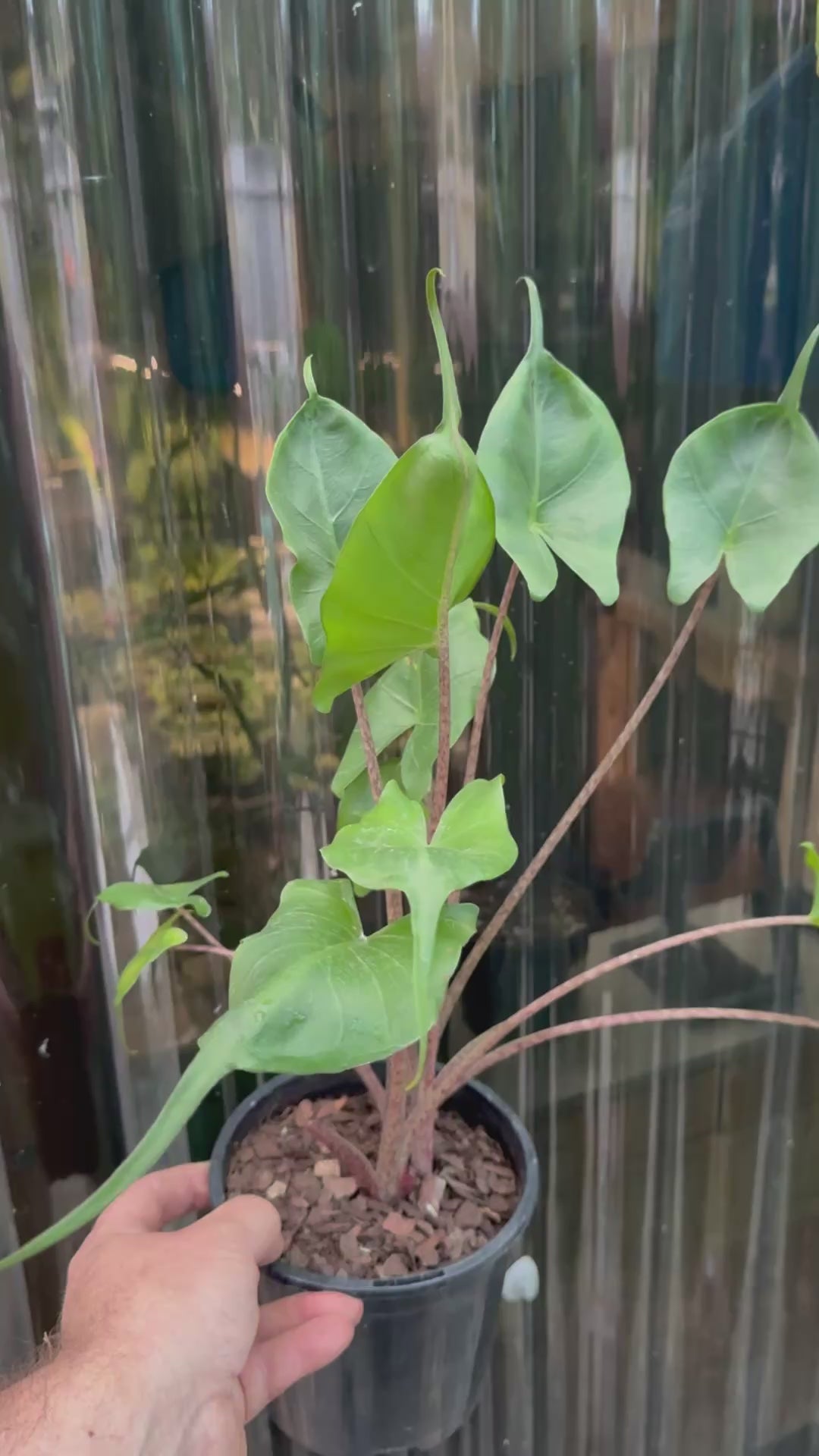 Alocasia ‘Stingray’