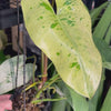 Philodendron ilsemanii
