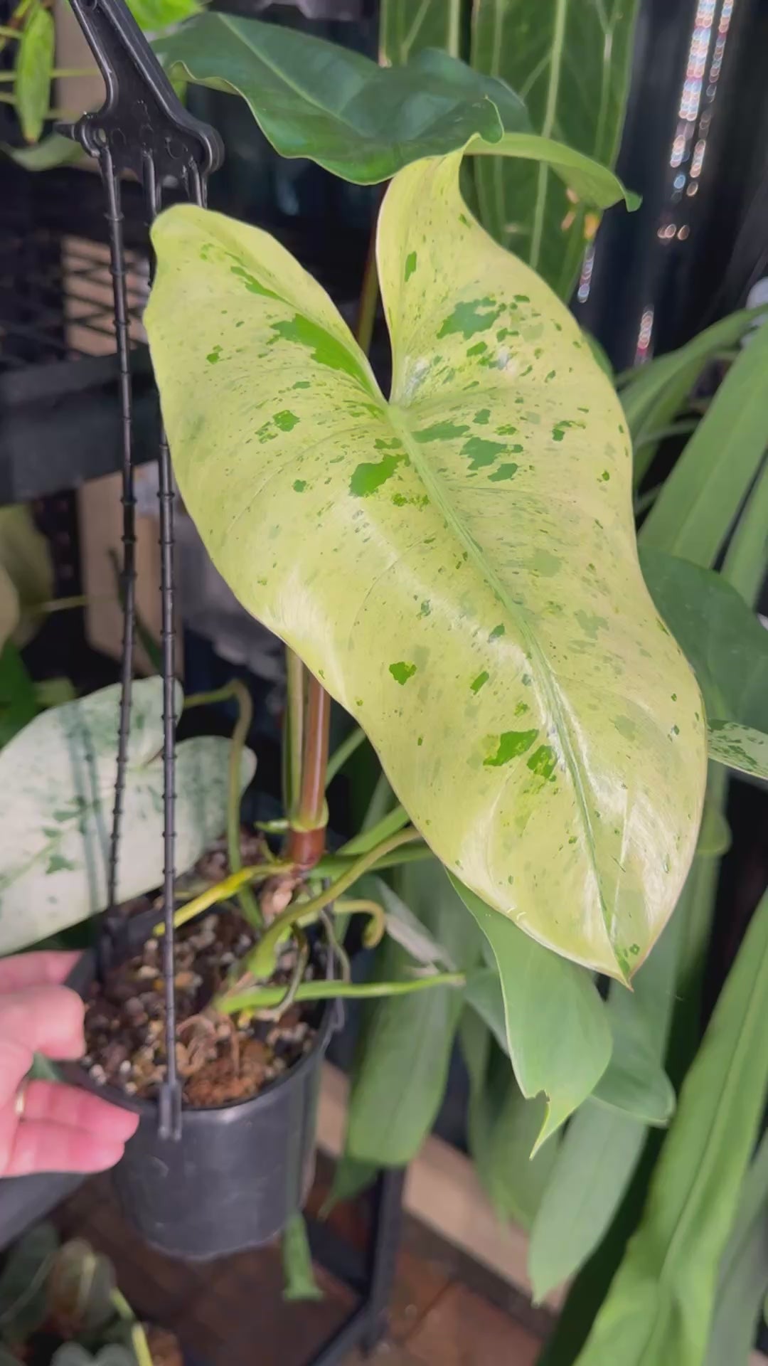 Philodendron ilsemanii