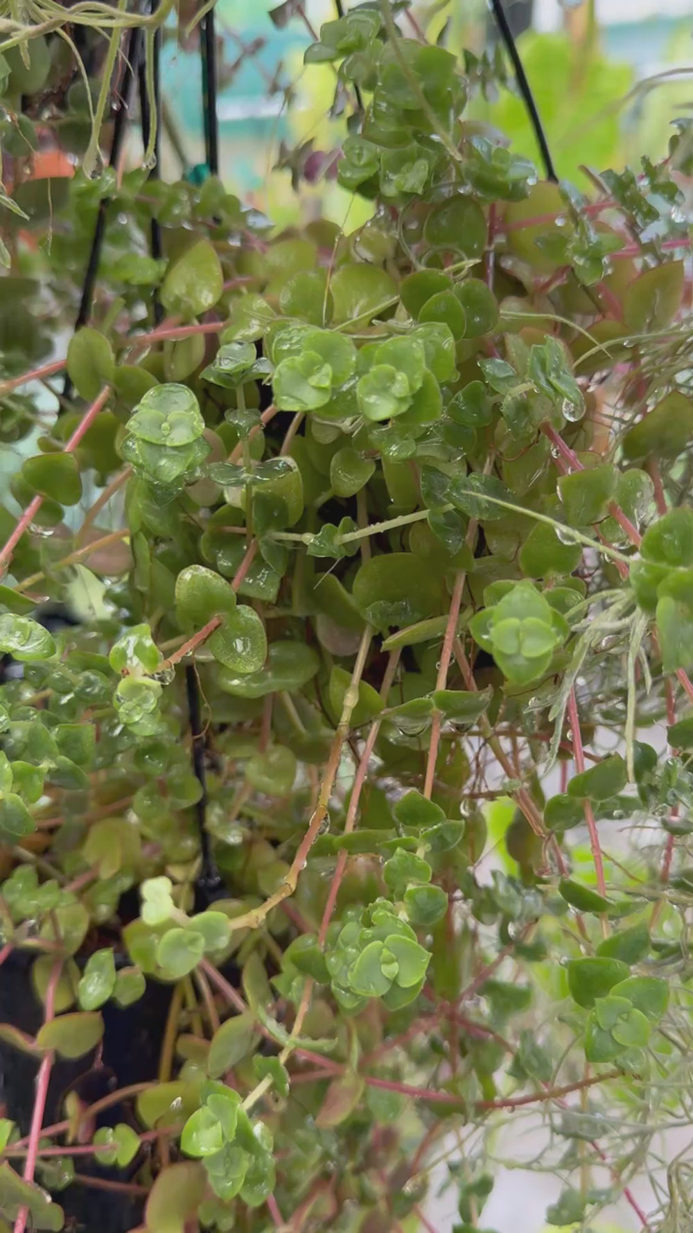 Crassula Calico Kitten