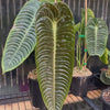 Anthurium veitchii — Narrow Form