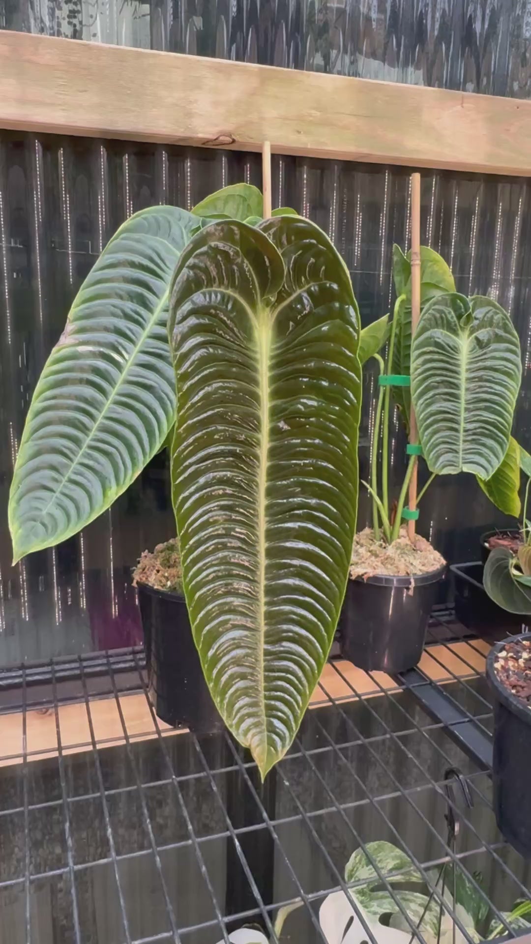 Anthurium veitchii — Narrow Form