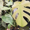 Monstera 'White Monster'