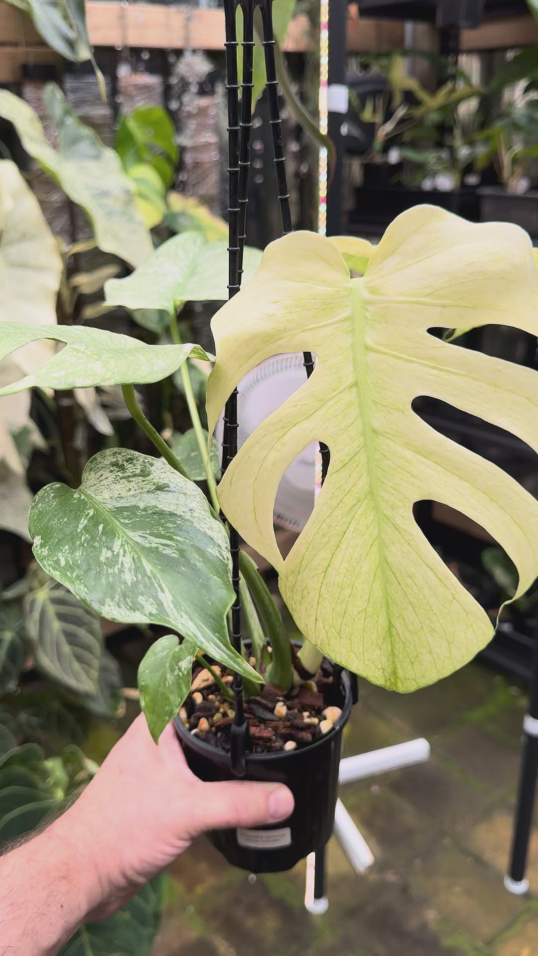 Monstera 'White Monster'